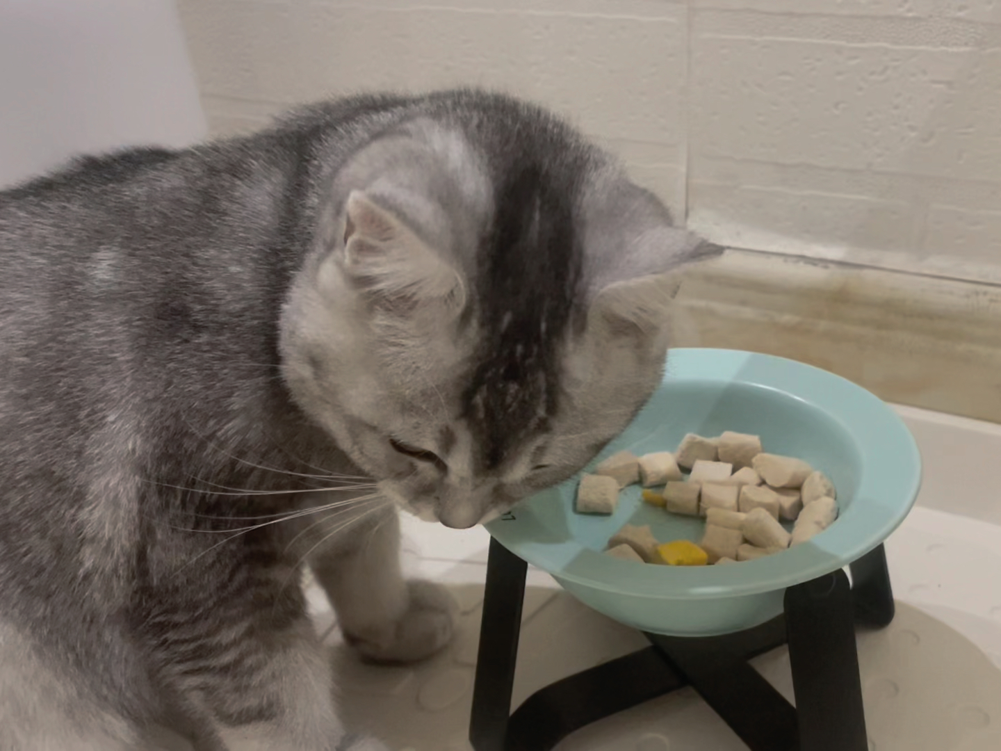 四个月的猫咪饮食指南，营养需求与饮食规划全解析