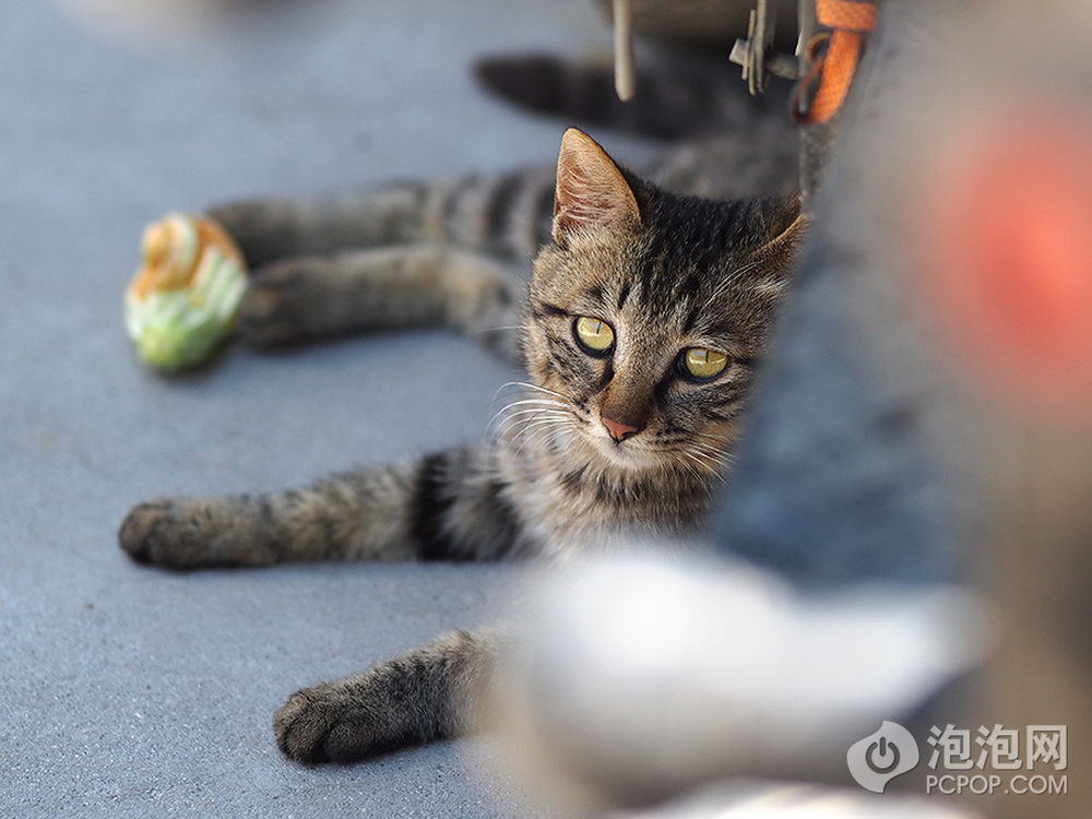 与神秘世界的奇妙冒险，与8级猫咪E的冒险之旅